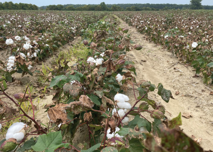 Mississippi’s Summer Drought Impact - Cotton Farming