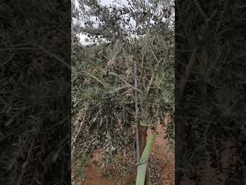 Olive harvesting 2023