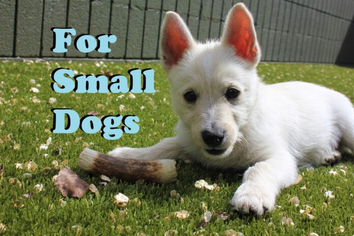 12 Great Products For Small Dogs