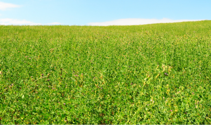 Pasture Cropping