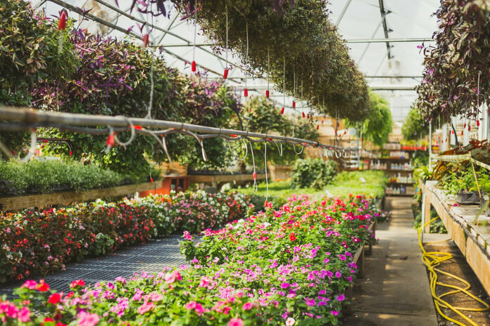 Thriving in Style: Unveiling the Secrets of Hoophouses, Greenhouses, and More"