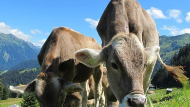 how to make money from land