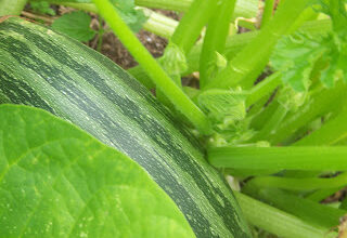Hickery Holler Farm: Cocozelle Zucchini