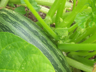 Hickery Holler Farm: Cocozelle Zucchini
