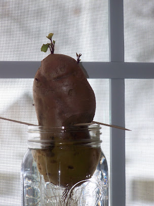 Hickery Holler Farm: Sweet Potato Time