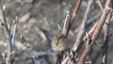 Beneficial Insects In The Garden