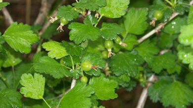 Hickery Holler Farm: More Spring Garden 2022