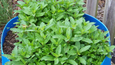 Hickery Holler Farm: May Garden 2022