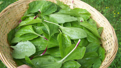 Hickery Holler Farm: Making Plantain Salve