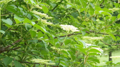 Hickery Holler Farm: Canning Elderberry Pie Filling
