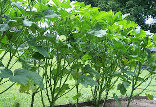 Hickery Holler Farm: Heavy Hitter Okra