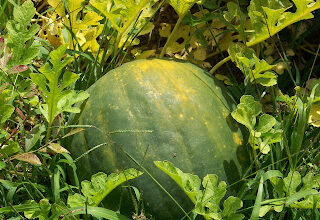 Hickery Holler Farm: Royal Golden Watermelon Hickery Holler Farm: Royal Golden Watermelon