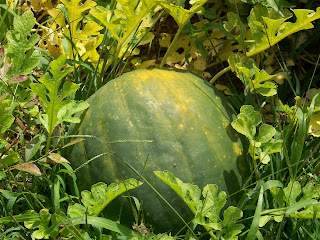Hickery Holler Farm: Royal Golden Watermelon