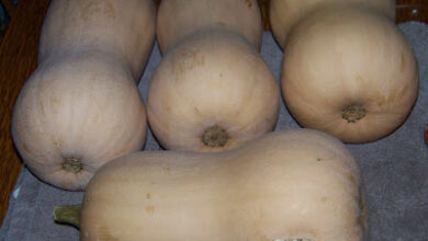 Hickery Holler Farm: Canning Butternut Soup