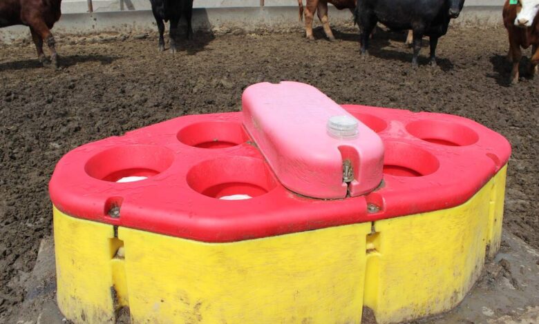 Norway’s livestock genetics drive efficiency, sustainability in swine and dairy production Norway’s livestock genetics drive efficiency, sustainability in swine and dairy production