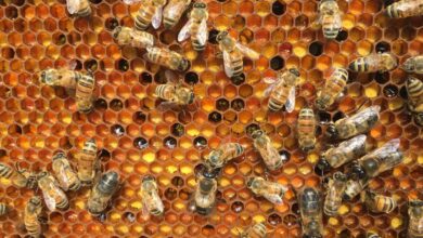 Dry conditions leave Ontario farmers facing financial burn