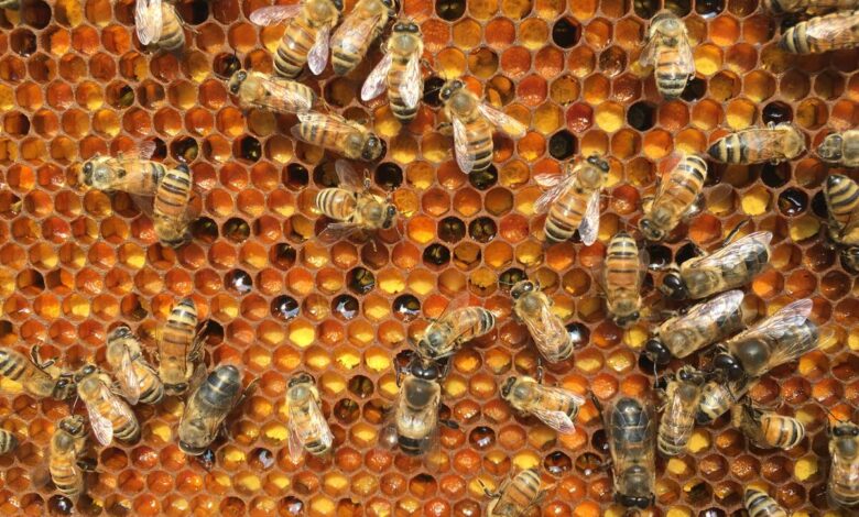 Dry conditions leave Ontario farmers facing financial burn