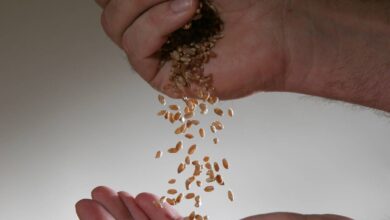 Hot, dry summer cuts into Ontario potato yields