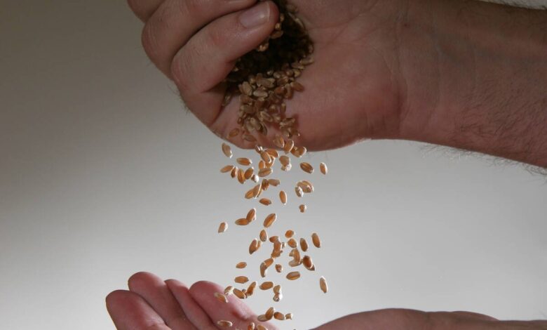 Hot, dry summer cuts into Ontario potato yields