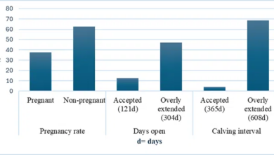 A Cost-effective Tool In Extensive Beef Production