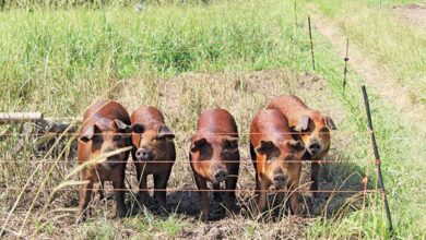 Western Cape farmer’s model for running pigs on pasture