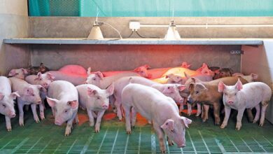 Top pig farmer takes full advantage of technology