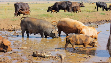 Managing your pigs’ health