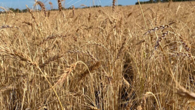 49) farmingGeorge’s Fobbing Farm Update: Drought