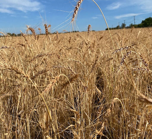 49) farmingGeorge’s Fobbing Farm Update: Drought