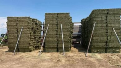 Third Cutting of the First Field — Tuesday, August 19, 2025