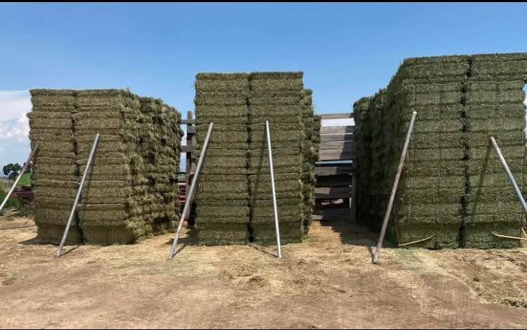 Third Cutting of the First Field — Tuesday, August 19, 2025