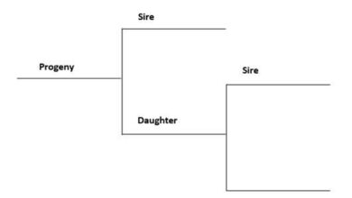 Linebreeding And Inbreeding: What Is The Difference?