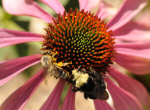 Volunteer Day at the UC Davis Bee Haven