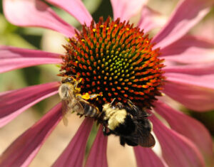Volunteer Day at the UC Davis Bee Haven