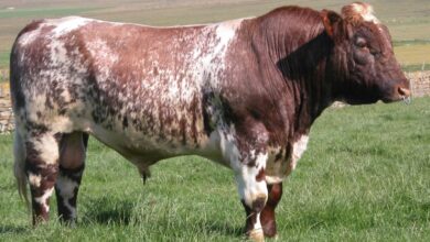 Role of Shorthorn Cattle in American Agricultural History