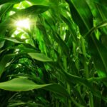 Resistance Fighters: How Crop Protection Leaders Are Taking on Herbicide-Resistant Weeds