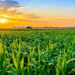 Gowan Forms Strategic Collaboration With Moa Technology to Advance Next-Generation Crop Protection Gowan Forms Strategic Collaboration With Moa Technology to Advance Next-Generation Crop Protection