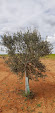 Pruning in olive groves. Remove all the bad and keep the good