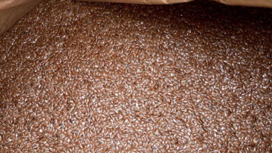 32) farmingGeorge’s Fobbing Farm Update: Dung beetles!