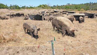 Want to start a pig farm? Read this first!