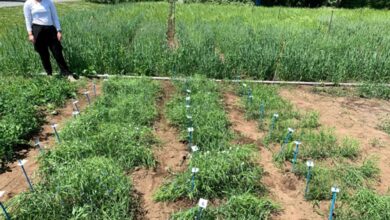 Grasspea Sustainable Agriculture Plan 2020-2030