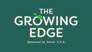 Protecting Pistachios from Insect Pressure