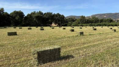 News from the Farm | June 30, 2025