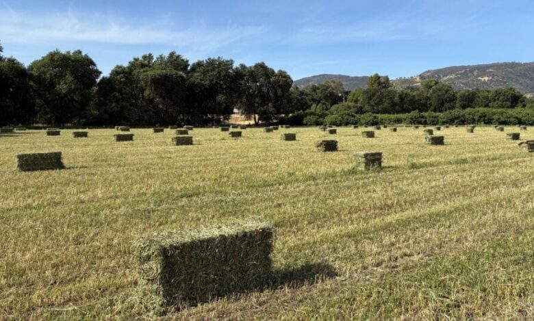 News from the Farm | June 30, 2025