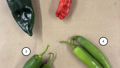 News from the Farm | August 11, 2025 News from the Farm | August 11, 2025