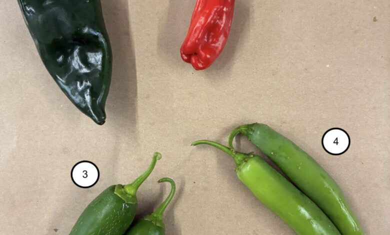 News from the Farm | August 11, 2025