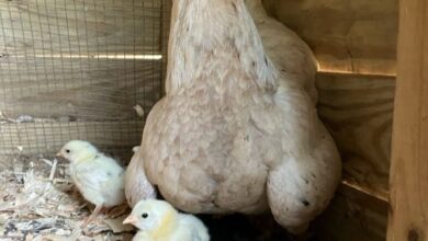 Chicken Fluff Balls for the Soul