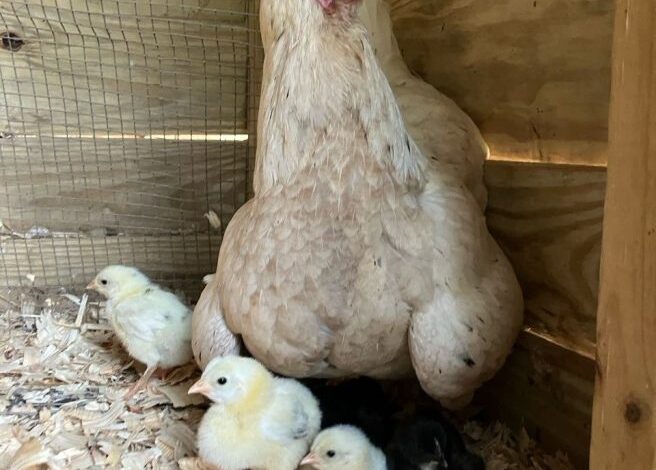 Chicken Fluff Balls for the Soul