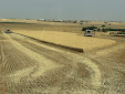 Harvest 2025. Cereals and pulse vegetables