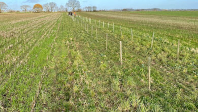 29) farmingGeorge’s Fobbing Farm Update: Trees!